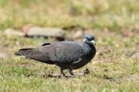 Columba albitorques