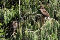 Bubo capensis