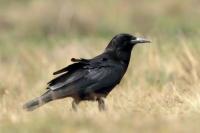 Corvus capensis