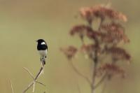 Saxicola torquatus