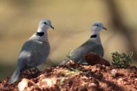 Streptopelia capicola