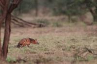 Aardwolf