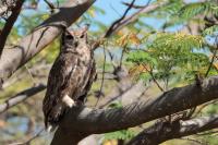 Bubo cinerascens