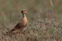 Cursorius temminckii