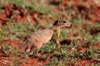 Unstriped Ground Squirrel