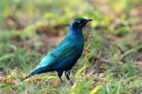 Lamprotornis chalybaeus