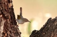 Camaroptera brachyura