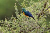 Lamprotornis regius