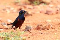 Lamprotornis shelleyi