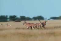 East African oryx