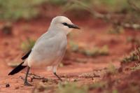 Zavattariornis stresemanni