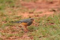 Turdus tephronotus