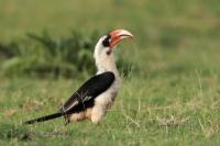 ETHIOPIA FAUNA