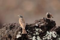 Fringillaria striolata