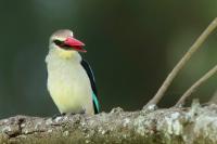 Halcyon senegalensis