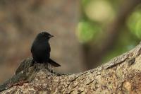 Melaenornis edolioides