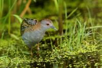 Netherlands - fauna