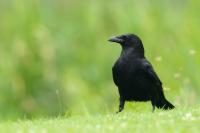 Netherlands - fauna