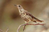 Turdus viscivorus