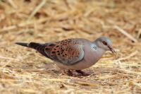 Streptopelia turtur