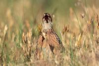 Coturnix coturnix