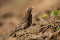 Turdus merula