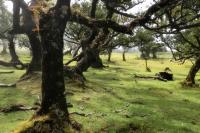 Madeira- landscape