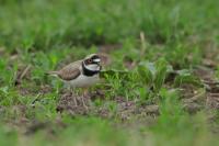 Charadrius dubius