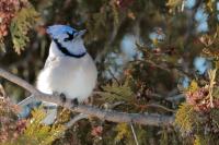 Cyanocitta cristata 