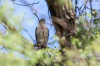 Accipiter badius