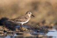 Calidris temminckii 