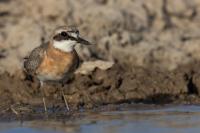 Charadrius leschenaultii