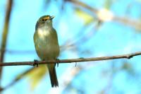 Vireo griseus