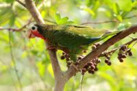 Amazona leucocephala