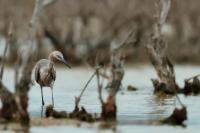 Egretta rufescens