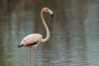 Phoenicopterus ruber