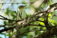 Vireo altiloquus