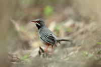 Turdus plumbeus