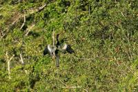 Anhinga anhinga