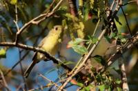 Vireo gundlachii