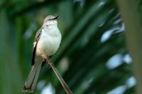 Mimus polyglottos