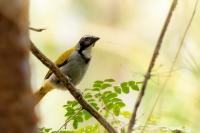 Saltator atriceps