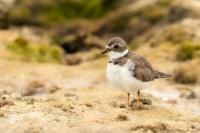 Charadrius semipalmatus