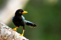 Cyanocorax yucatanicus