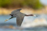 Egretta caerulea 