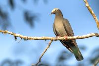 Patagioenas leucocephala