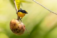 Euphonia hirundinacea