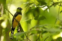 Trogon melanocephalus