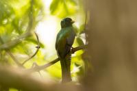 Trogon collaris