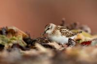 Calidris minuta